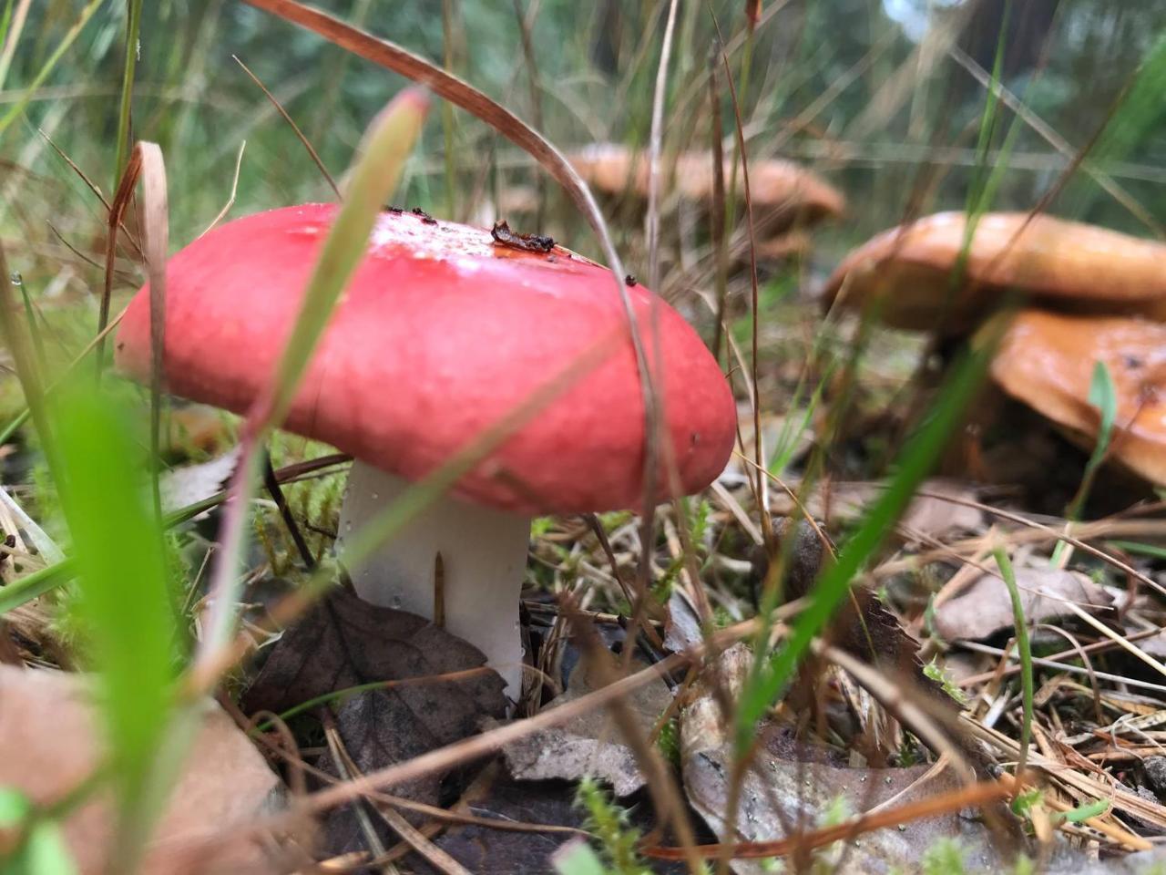 Вилла Koskenselaen Lomakylae Пуумала Экстерьер фото