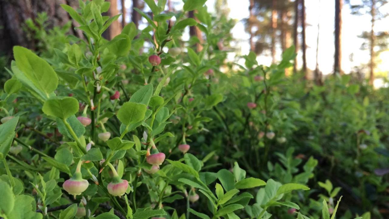 Вилла Koskenselaen Lomakylae Пуумала Экстерьер фото